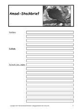 Amsel-Steckbrief-B-SW-2.pdf